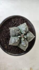 MATRIZ ASTROPHYTUM cv KIKKO  Nº 729 – vaso 15 - Imagem 3