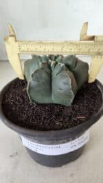 MATRIZ ASTROPHYTUM cv KIKKO  Nº 729 – vaso 15 - Imagem 4