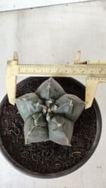 MATRIZ ASTROPHYTUM cv KIKKO  Nº 729 – vaso 15