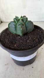 MATRIZ ASTROPHYTUM cv KIKKO  Nº 764 – vaso 15 - Imagem 2