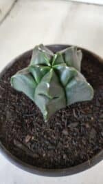 MATRIZ ASTROPHYTUM cv KIKKO  Nº 764 – vaso 15 - Imagem 8