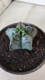 MATRIZ ASTROPHYTUM cv KIKKO  Nº 764 – vaso 15 - Imagem 3