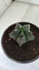 MATRIZ ASTROPHYTUM cv KIKKO  Nº 764 – vaso 15 - Imagem 6