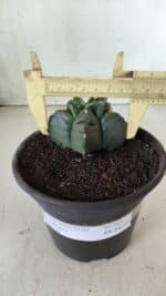 MATRIZ ASTROPHYTUM cv KIKKO  Nº 764 – vaso 15 - Imagem 4