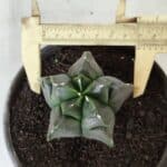 MATRIZ ASTROPHYTUM cv KIKKO  Nº 764 – vaso 15