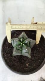 MATRIZ ASTROPHYTUM cv KIKKO  Nº 764 – vaso 15