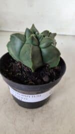 ASTROPHYTUM cv KIKKO  Nº 765 – vaso 11 - Imagem 2