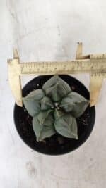 ASTROPHYTUM cv KIKKO  Nº 765 – vaso 11 - Imagem 9