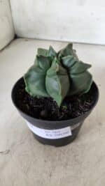 ASTROPHYTUM cv KIKKO  Nº 765 – vaso 11 - Imagem 12