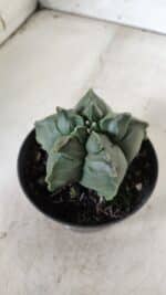 ASTROPHYTUM cv KIKKO  Nº 765 – vaso 11 - Imagem 11