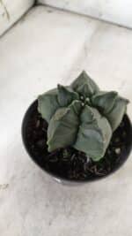 ASTROPHYTUM cv KIKKO  Nº 765 – vaso 11 - Imagem 10