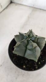 ASTROPHYTUM cv KIKKO  Nº 765 – vaso 11 - Imagem 8