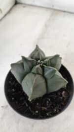 ASTROPHYTUM cv KIKKO  Nº 765 – vaso 11 - Imagem 7