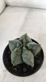 ASTROPHYTUM cv KIKKO  Nº 765 – vaso 11 - Imagem 6