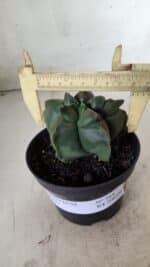 ASTROPHYTUM cv KIKKO  Nº 765 – vaso 11 - Imagem 4