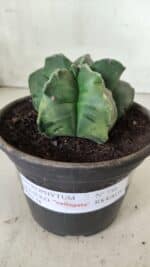 MATRIZ ASTROPHYTUM cv KIKKO "Variegata"  Nº 730 – vaso 15 - Imagem 2