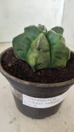 MATRIZ ASTROPHYTUM cv KIKKO "Variegata"  Nº 730 – vaso 15 - Imagem 3