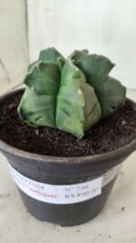 MATRIZ ASTROPHYTUM cv KIKKO "Variegata"  Nº 730 – vaso 15 - Imagem 5