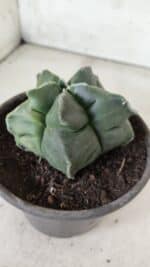 MATRIZ ASTROPHYTUM cv KIKKO "Variegata"  Nº 730 – vaso 15 - Imagem 9