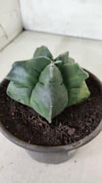 MATRIZ ASTROPHYTUM cv KIKKO "Variegata"  Nº 730 – vaso 15 - Imagem 8