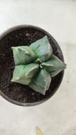 MATRIZ ASTROPHYTUM cv KIKKO "Variegata"  Nº 730 – vaso 15 - Imagem 7