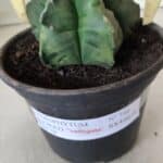 MATRIZ ASTROPHYTUM cv KIKKO "Variegata"  Nº 730 – vaso 15