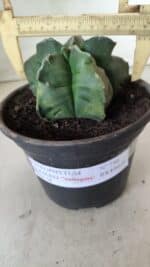 MATRIZ ASTROPHYTUM cv KIKKO "Variegata"  Nº 730 – vaso 15