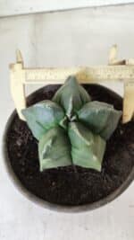 MATRIZ ASTROPHYTUM cv KIKKO "Variegata"  Nº 730 – vaso 15 - Imagem 6