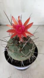 MATUCANA MADISONIORUM Nº 85 – vaso 15 - Imagem 3