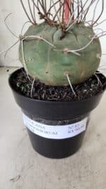 MATUCANA MADISONIORUM Nº 85 – vaso 15 - Imagem 4