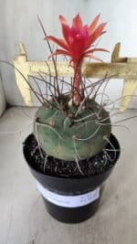 MATUCANA MADISONIORUM Nº 85 – vaso 15 - Imagem 5