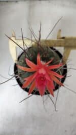 MATUCANA MADISONIORUM Nº 85 – vaso 15 - Imagem 6