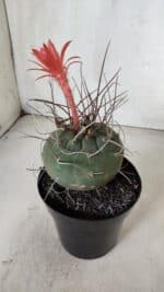 MATUCANA MADISONIORUM Nº 85 – vaso 15 - Imagem 7