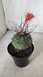 MATUCANA MADISONIORUM Nº 85 – vaso 15 - Imagem 8