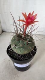 MATUCANA MADISONIORUM Nº 85 – vaso 15 - Imagem 9