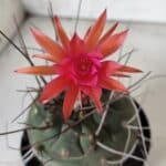 MATUCANA MADISONIORUM Nº 85 – vaso 15