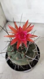 MATUCANA MADISONIORUM Nº 85 – vaso 15