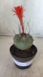 MATUCANA MADISONIORUM Nº 86 – vaso 11 - Imagem 2