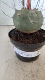 MATUCANA MADISONIORUM Nº 86 – vaso 11 - Imagem 11