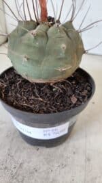 MATUCANA MADISONIORUM Nº 86 – vaso 11 - Imagem 10