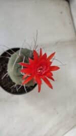 MATUCANA MADISONIORUM Nº 86 – vaso 11 - Imagem 9