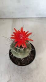 MATUCANA MADISONIORUM Nº 86 – vaso 11