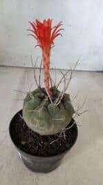 MATUCANA MADISONIORUM Nº 86 – vaso 11 - Imagem 7