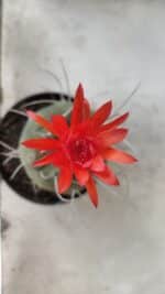 MATUCANA MADISONIORUM Nº 86 – vaso 11 - Imagem 6