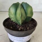 ASTROPHYTUM MYRIOSTIGMA "Variegata" Nº 392 – vaso 11