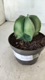 ASTROPHYTUM MYRIOSTIGMA "Variegata" Nº 392 – vaso 11 - Imagem 10