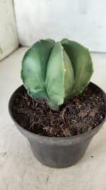 ASTROPHYTUM MYRIOSTIGMA "Variegata" Nº 392 – vaso 11 - Imagem 9