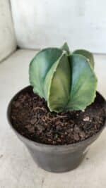 ASTROPHYTUM MYRIOSTIGMA "Variegata" Nº 392 – vaso 11 - Imagem 3