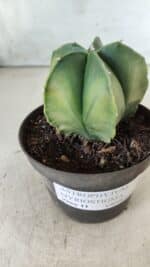 ASTROPHYTUM MYRIOSTIGMA "Variegata" Nº 392 – vaso 11 - Imagem 8