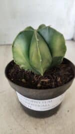 ASTROPHYTUM MYRIOSTIGMA "Variegata" Nº 392 – vaso 11 - Imagem 7